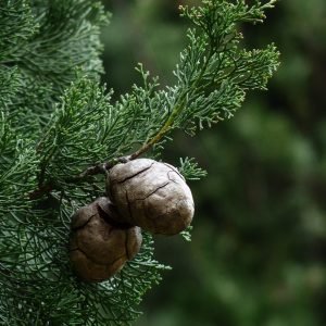 Huile essentielle de Cyprès